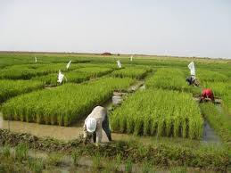 الاقتصــــــــــــاد الأخضـــــــــــر فــــــــي مصــــــــر (2013-2023)